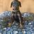 Doberman 7 thumbnail