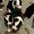 Pointer/Border Collie Puppies- Ready To Go! 13 thumbnail