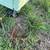 New Chicken Coop - integration set up - raise chicks or 10 hen capacit 15 thumbnail