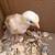 1 week old pullets 2 thumbnail