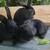 Rabbits 2 thumbnail