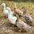 Mixed breed ducks 1 thumbnail