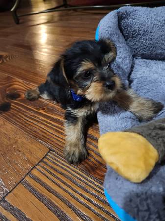 Yorkies (Horse Cave)63663775028737120