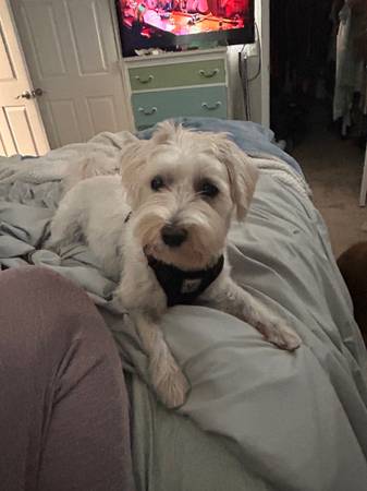 Help me find Chewy (Butner area)63980446520195121