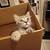 Sweet kittens 1 thumbnail