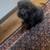 Rehoming dog ASAP 3 thumbnail
