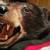 Black Bear Rug 3 thumbnail