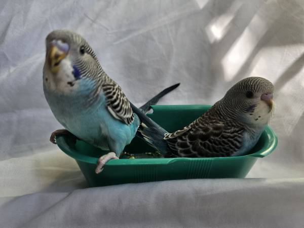 Budgies 1