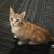 Orange 2 year old Female Cat 2 thumbnail