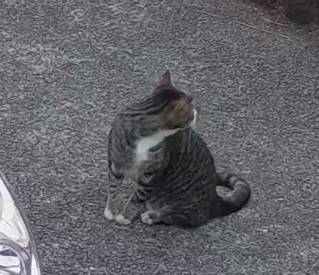 Gato atigrado perdido (Tumwater)63787695916163123