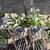 PLANTS 3 thumbnail