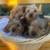 10-week-old Yorkie Puppies 1 thumbnail