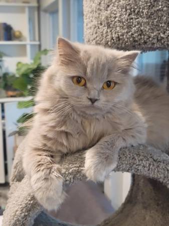 Rehoming Female British Longhair (Antelope)63848769217665120