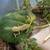 Baby Piebald Veiled Chameleons 2 thumbnail