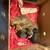 Small breed puppies 5 thumbnail