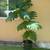 Assorted Potted Tropical Fruit Trees 1 thumbnail