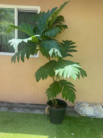 Assorted Potted Tropical Fruit Trees 1