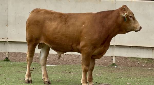 Akaushi Bull Sale or Lease 1