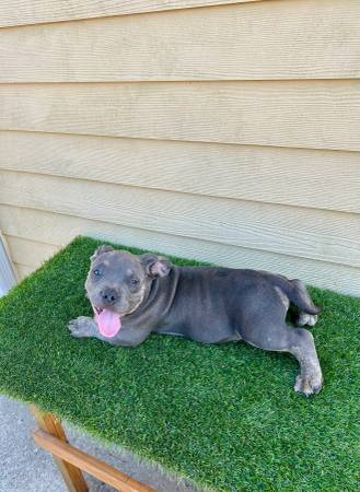 Cachorros micro bully (Kenner)63904508069251120