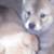 Chowsky puppies 1 thumbnail