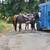 Quarter horse mare paint 2 thumbnail