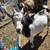 Nigerian Dwarf Bucks 3 thumbnail