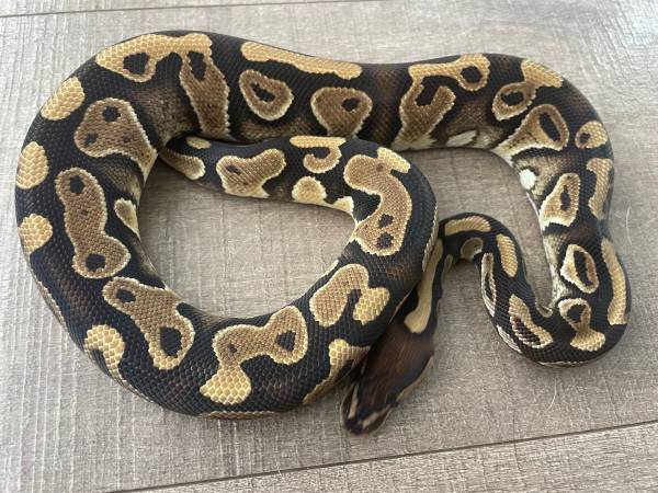 Ball python collection63844236348931120