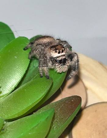 Female Regal Jumping Spider #8 "Sorsha" (Phoenix)63905906409474122