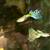 Fish, Mystery Snails, Scudds, Java Moss & Duckweed 8 thumbnail