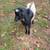 Nigerian Dwarf Bucklings 2 thumbnail