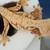Crested geckos 6 thumbnail