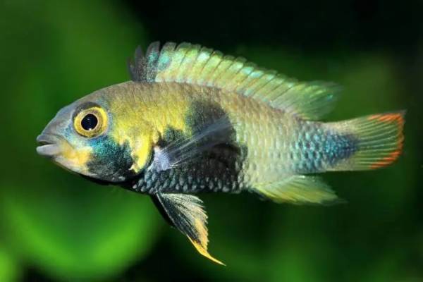 6 Apistogramma Panduros (Dayton)63992695279234120