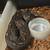 Ball Python 1 thumbnail
