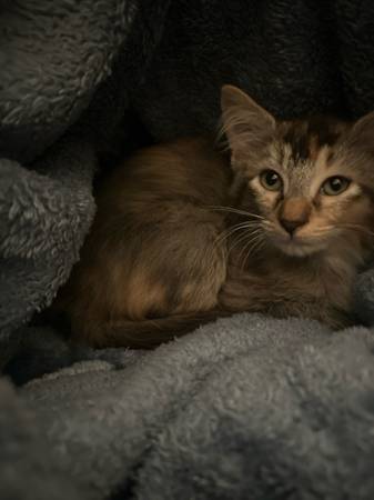Baby calico kitty 1