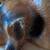 Big Sky Carvers Wood Purdy Dog 19 thumbnail