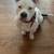 American Bully FREE , ONLY SERIOUS INQUIRES 2 thumbnail