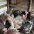 Goats, sheep ,rabbit, Turkey ,chicken 10 thumbnail