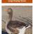 Giant Dewlap Toulouse Goslings 1 thumbnail