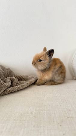 Bunny 1