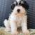 AKC MINIATURE SCHNAUZERS 5 thumbnail