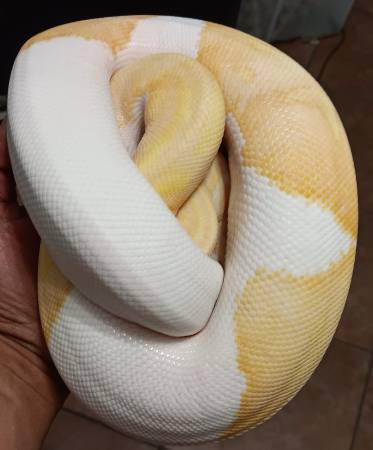 Ball pythons ip for grabs. 1