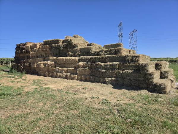 Grass Hay 1
