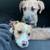 New home for puppy 4 thumbnail