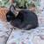 Netherland Dwarf Rabbit Buck 3 thumbnail