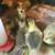Emden -French Toulouse Cross Goslings 2 thumbnail