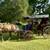 Horse and Buggy 6 thumbnail