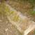 Maple Tree Trunk - Unique Rivletts or Bumps - For Milling 2 thumbnail