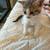 Beautiful kittens 16 thumbnail