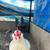 Chickens 6 thumbnail