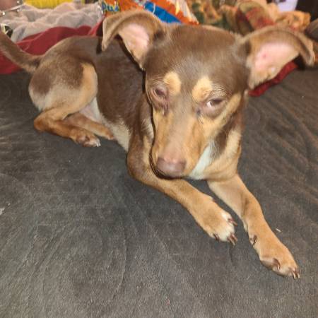FOUND CUTE SMALL DOG IN WINTON 1
